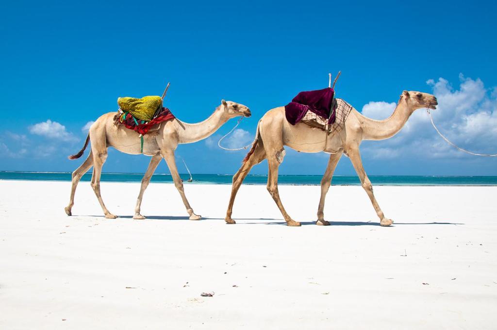 Mbili Kuwili Studio Suites Diani Beach Kültér fotó